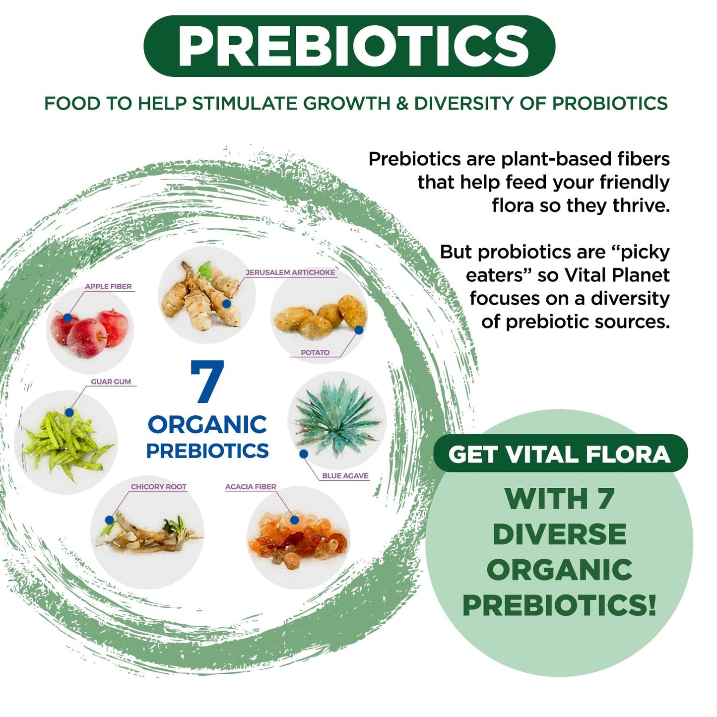 Vital Flora Adult 55+ Daily Probiotic - Shelf Stable