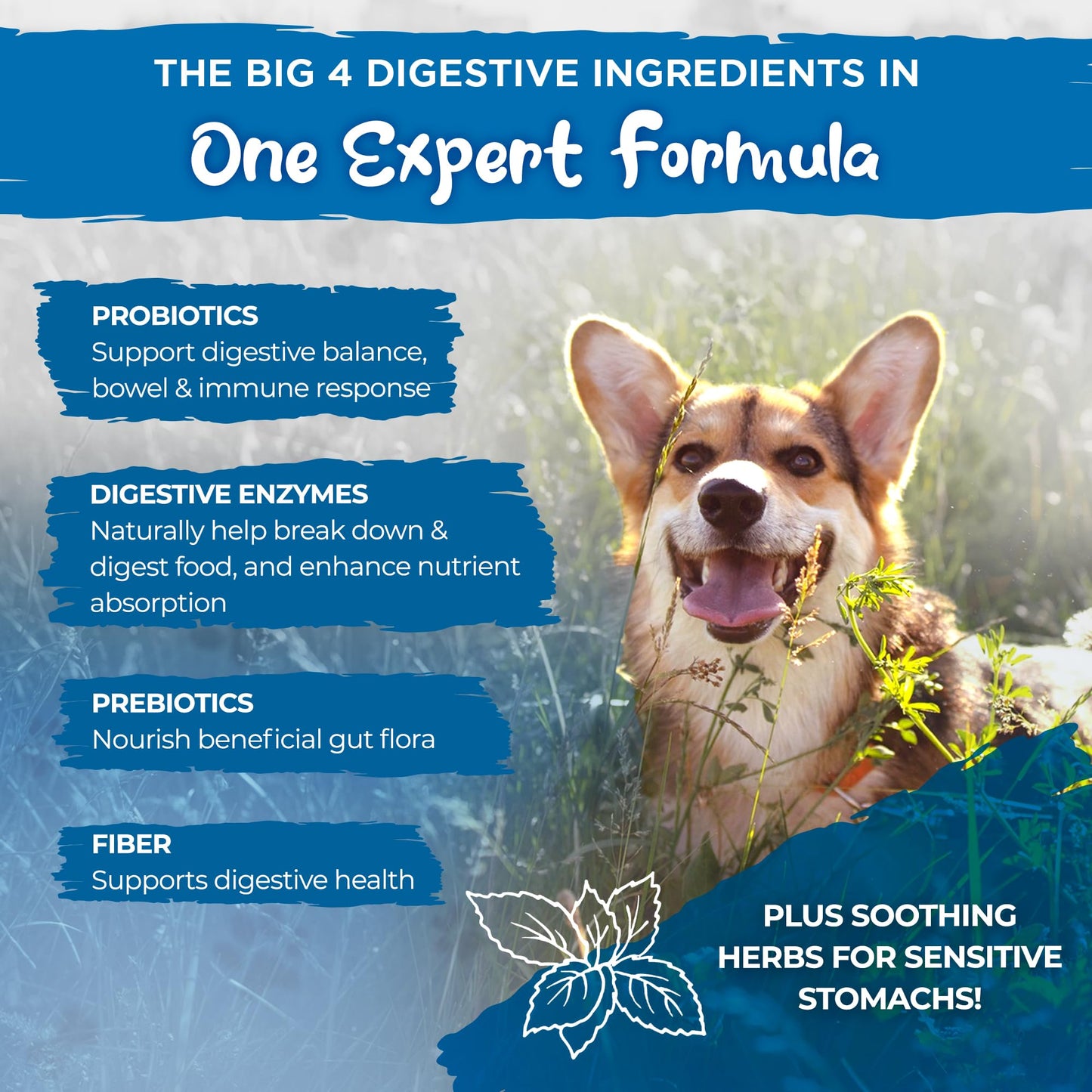 Masticables para estómago sensible, 60 unidades