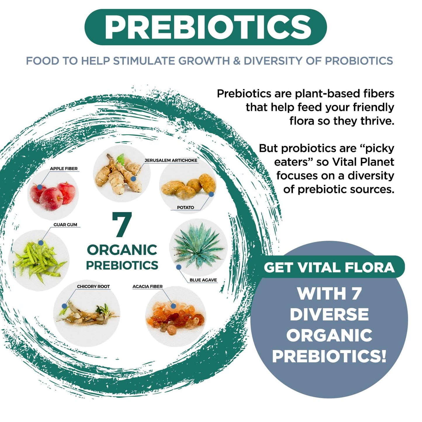 Vital Flora Men’s Probiotic - Shelf Stable