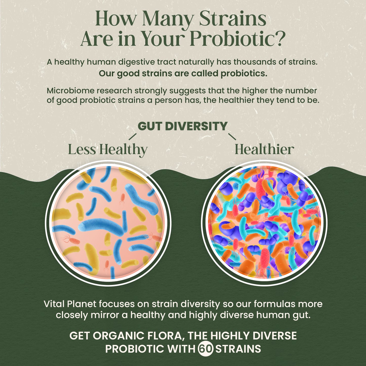 Organic Flora Gut Balance Supplement